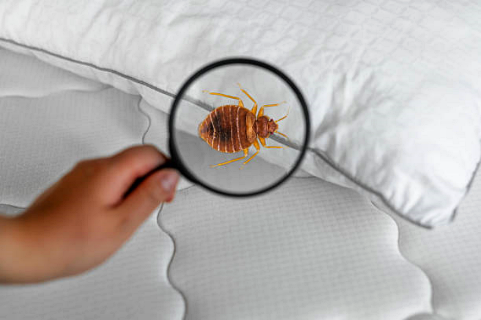 배드버그 빈대 생김새 bed bug